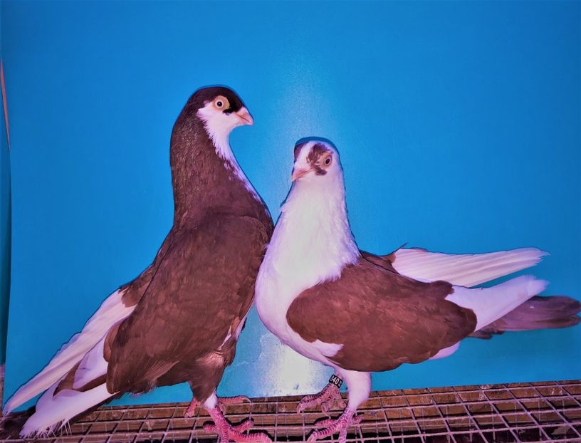 perechea  55 - B - perechi 2021