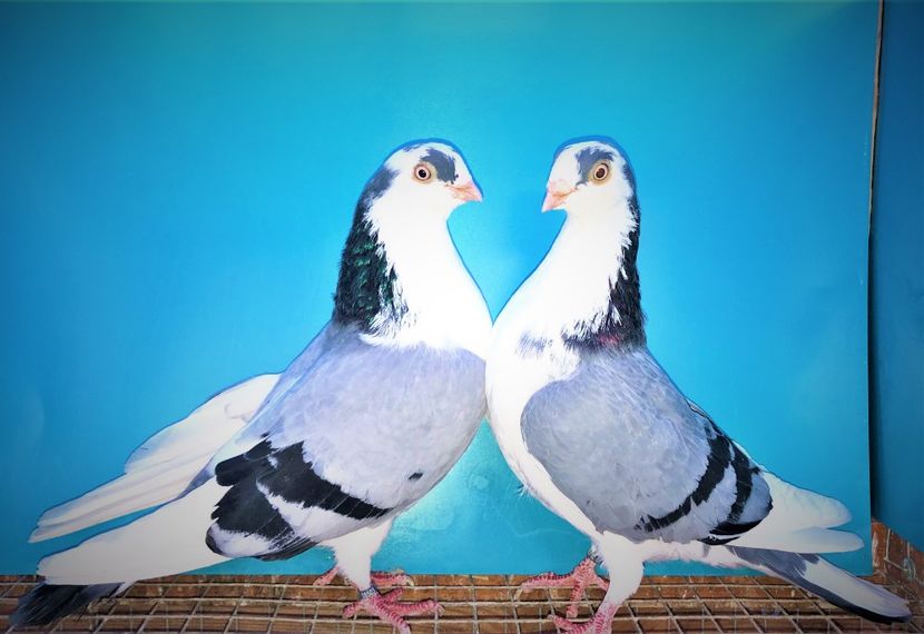 perechea  71 - B - perechi 2021