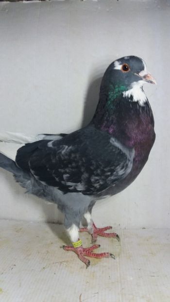 M 2020 vandut - De vanzare kingi