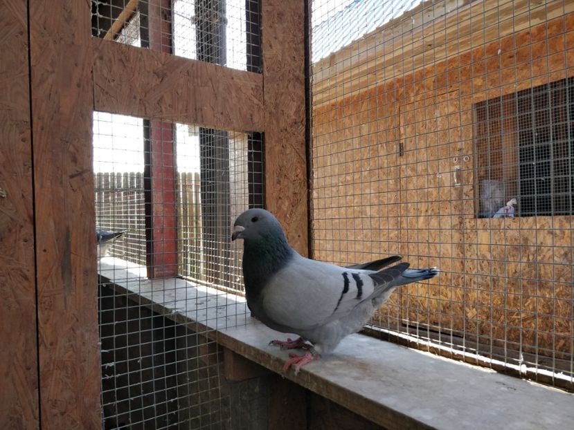 F-20-a - Pui voiajor standard 2020 - partea2