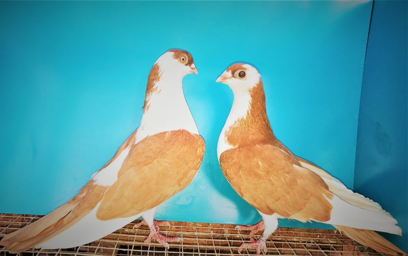 perechea  43 - B - perechi 2021