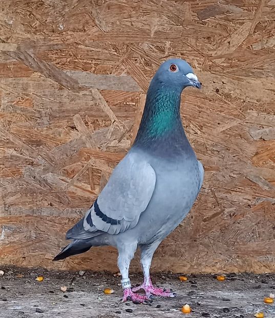 Un super mascul - Porumbeii de matcă