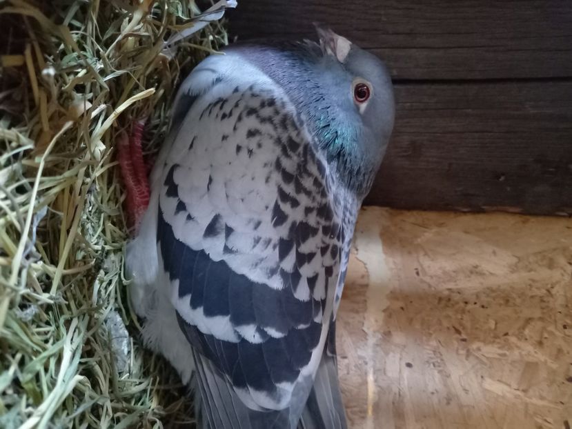  - Porumbeii de matcă