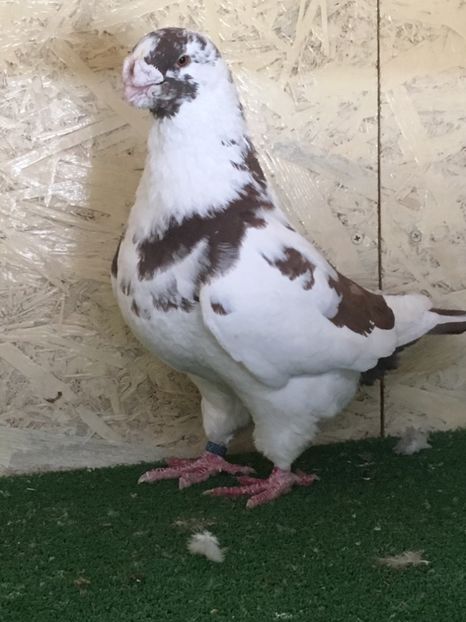 15A07F0B-0E62-463D-B260-BAA104BDC328 - MASCULI AMERICAN GIANT HOMER MATCA 2021