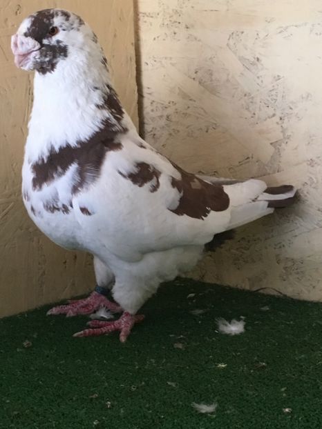 A5A909B4-9E65-4C53-AB1A-704B1E91FC27 - MASCULI AMERICAN GIANT HOMER MATCA 2021