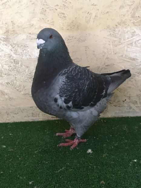 F6E12A59-AFAC-4B49-B202-C8379D499C7A - MASCULI AMERICAN GIANT HOMER MATCA 2021