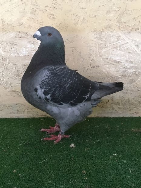 D99A523B-D6CE-48B6-982C-414887C96247 - MASCULI AMERICAN GIANT HOMER MATCA 2021