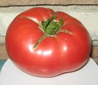 COPIATA - SEMINTE ROSII - T 740 GIANT SYRIAN