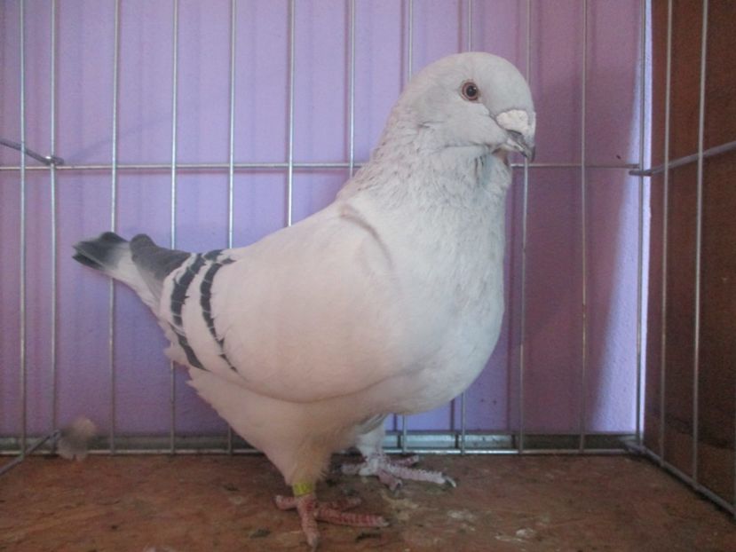 6893-17 - Femele 2021