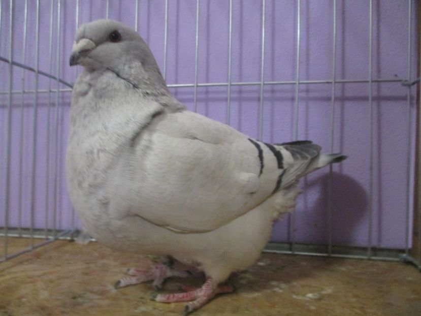 03090-20 - Femele 2021