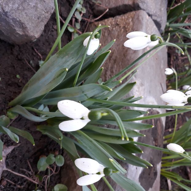  - Flori de grădină-2021