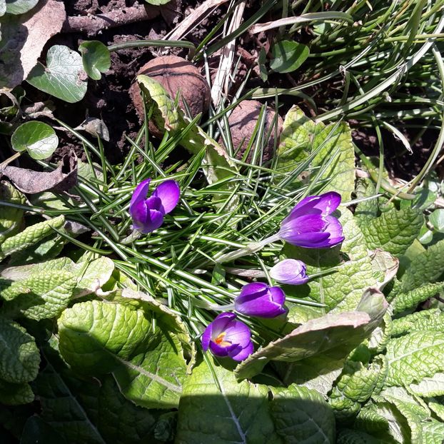  - Flori de grădină-2021