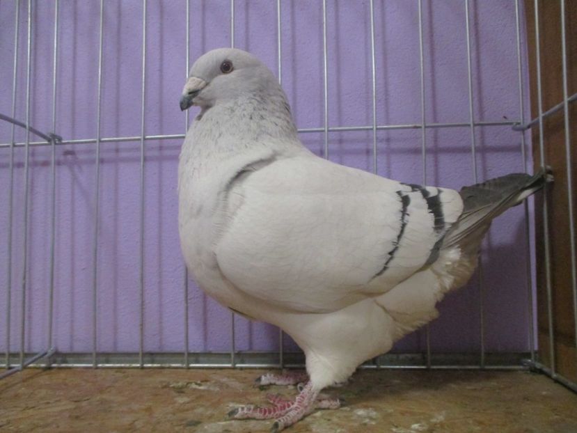 03200-20 - Femele 2021