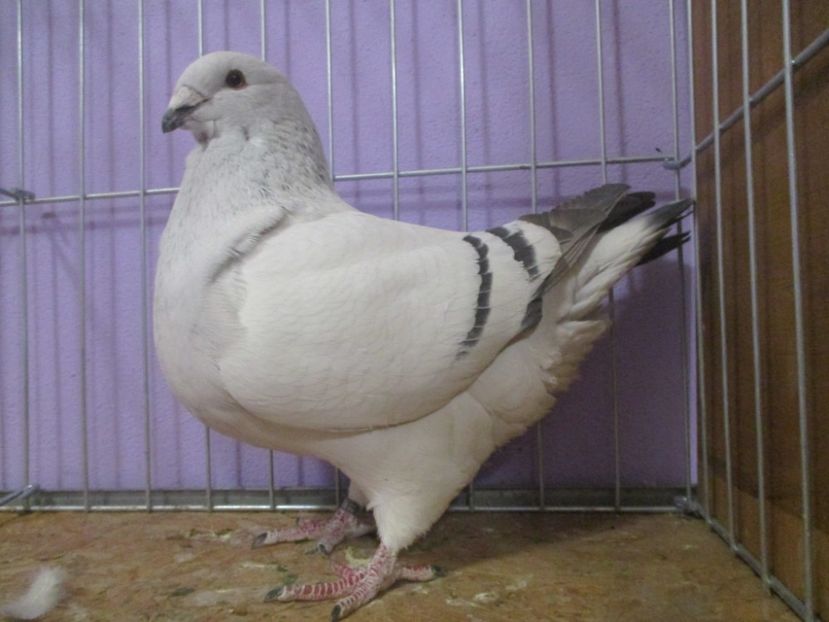 03300-20 - Femele 2021