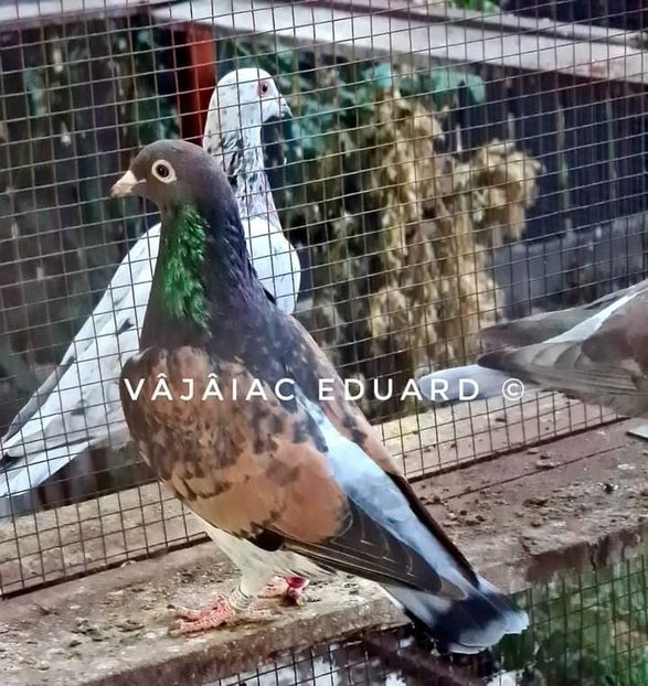  - NU IMI APARTIN ALBUM NR 2