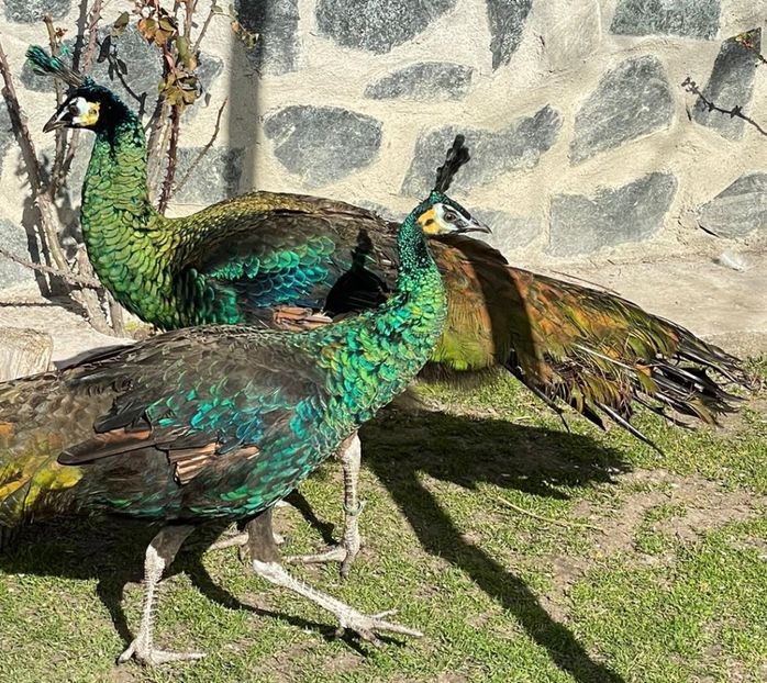 3C6A90D5-2C99-4C16-AD56-195268B52683 - Pauni