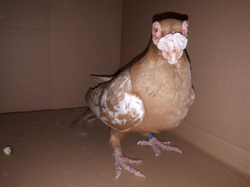 F 2018 - K _ carunculați 2021