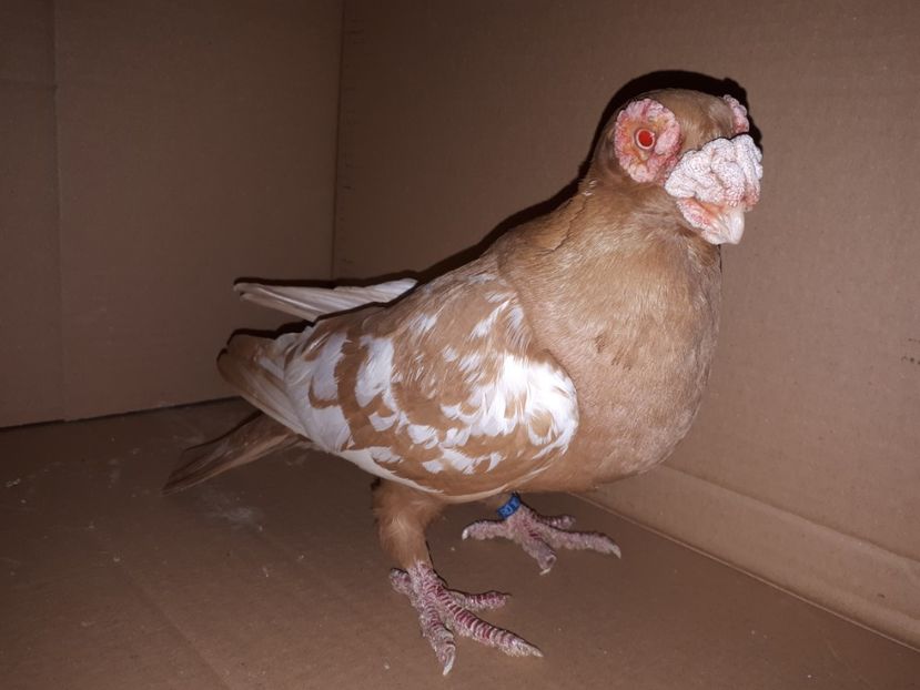  - K _ carunculați 2021