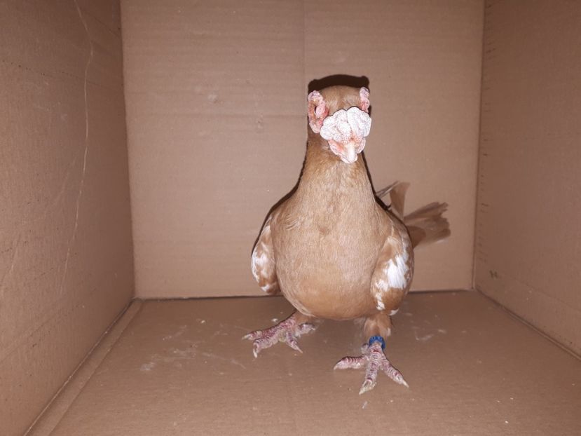  - K _ carunculați 2021