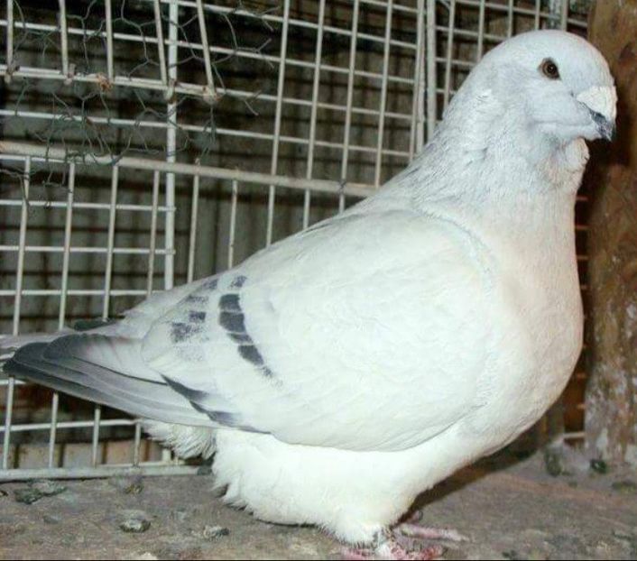 Zare 2014 - CONTACT SI EU