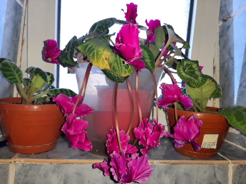  - Florile mele martie 2021