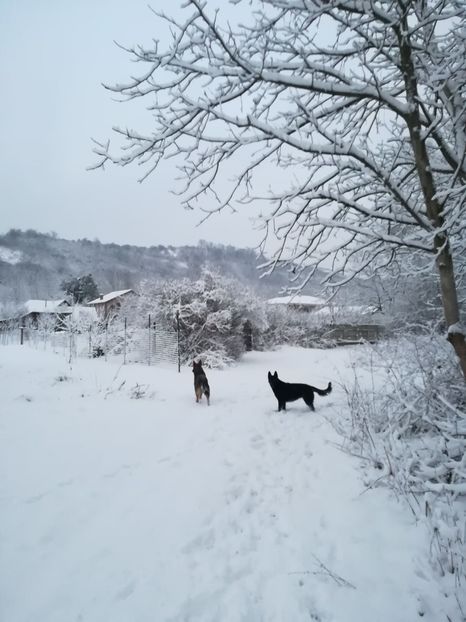  - Ciobănesc german linie de lucru