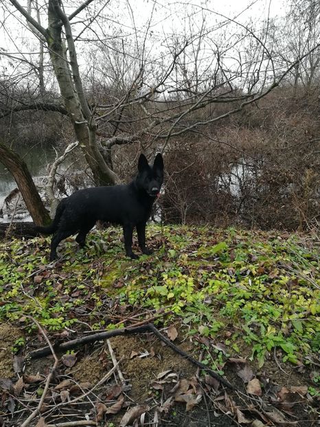  - Ciobănesc german linie de lucru
