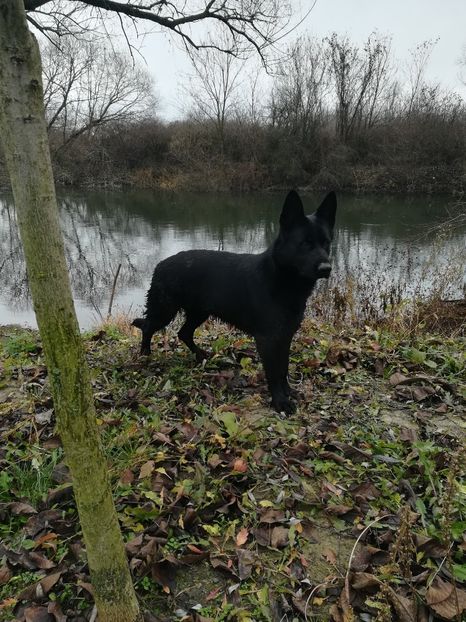  - Ciobănesc german linie de lucru