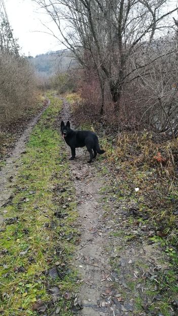 - Ciobănesc german linie de lucru