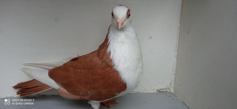  - jucatori de galati pe galben