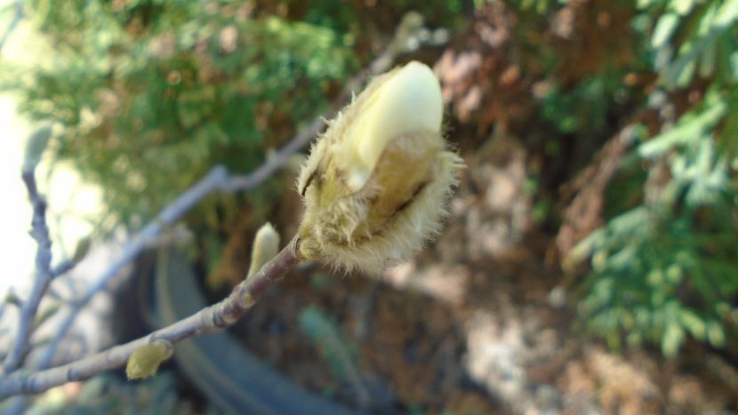 Magnolia stellata, boboc - v Iarna 2021-2022-2023
