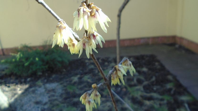 Arbustul zânei (Chimonanthus praecox) - v Iarna 2021-2022-2023
