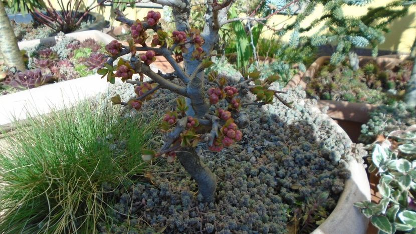 febr. 2021 - Gutui japonez - Bonsai si prebonsai 2020-2023