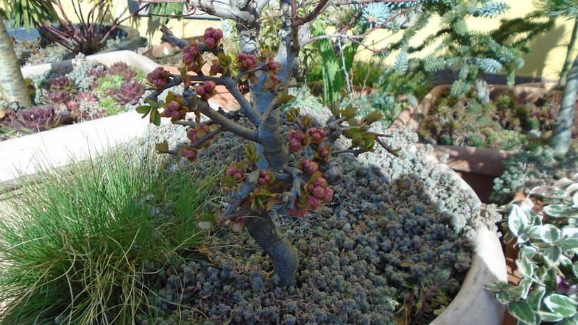 febr. 2021 - Gutui japonez - Bonsai si prebonsai 2020-2023