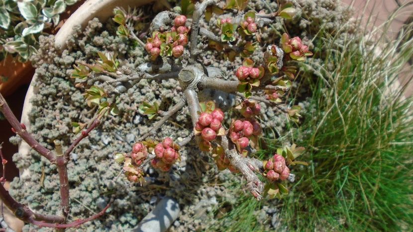 febr. 2021 - Gutui japonez - Bonsai si prebonsai 2020-2023