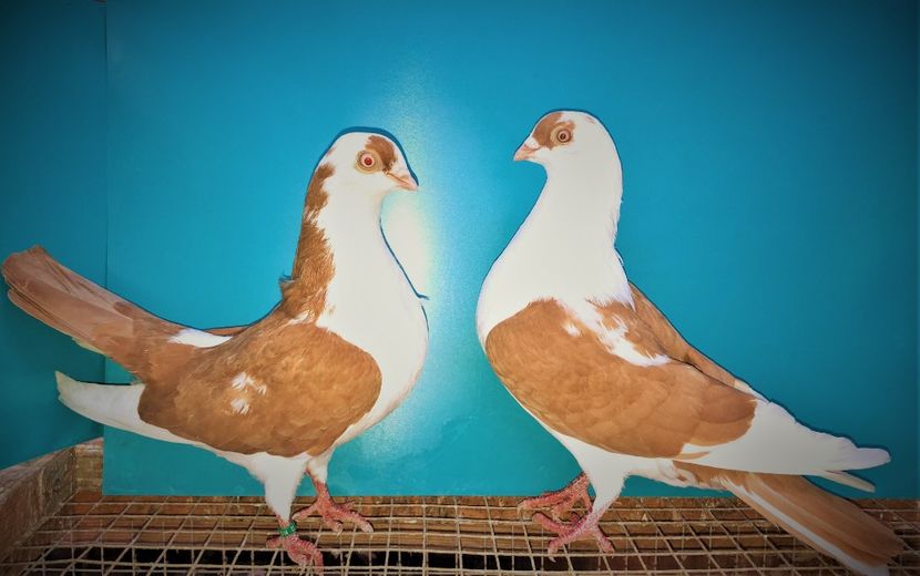 perechea  45 - B - perechi 2021