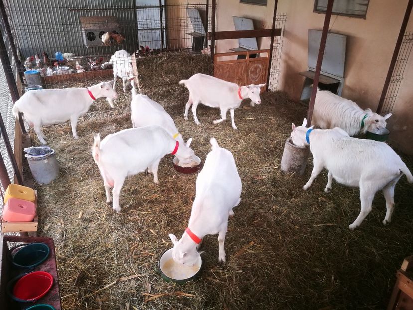  - 4 - CAPRE SAANEN 2021