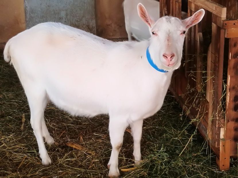  - 4 - CAPRE SAANEN 2021