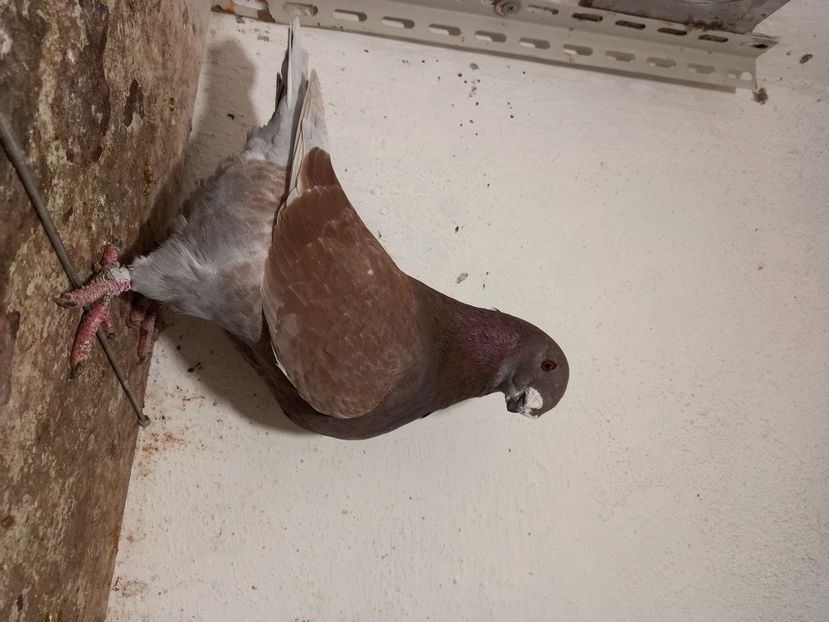 Mascul 2020 cadou Nicolae Florea - Porumbei vânduți