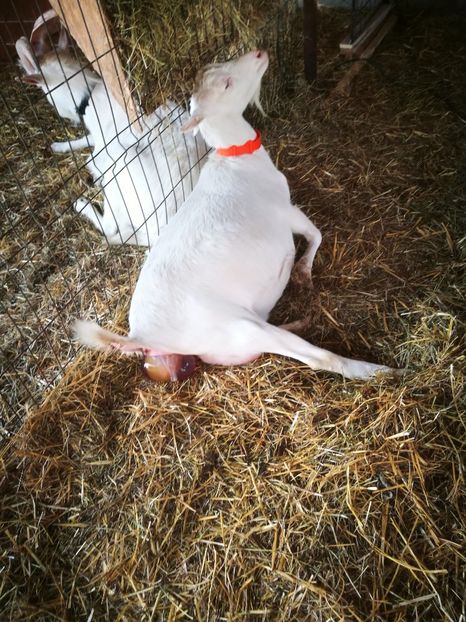  - 4 - CAPRE SAANEN 2021