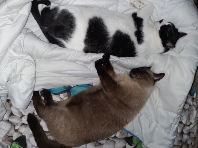  - Pisicii mei in martie 2021