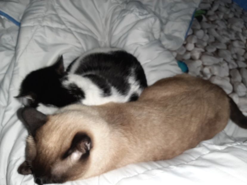  - Pisicii mei in martie 2021