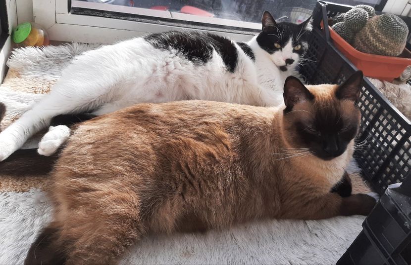  - Pisicii mei in martie 2021