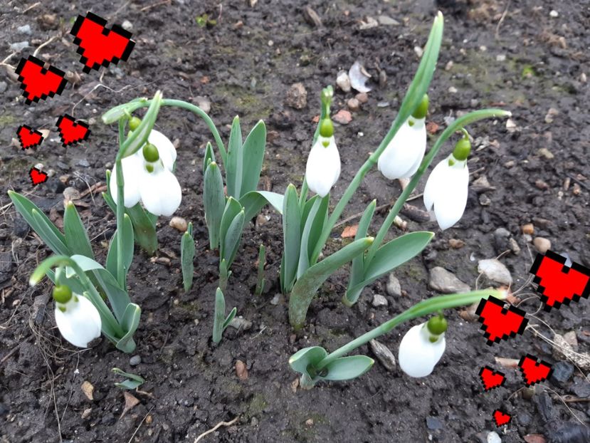  - Flori Primavarã -Varã 2021