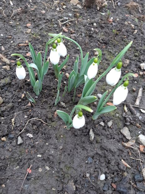  - Flori Primavarã -Varã 2021