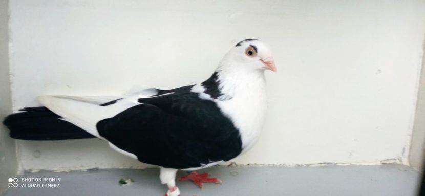  - jucatori de galati pe negru