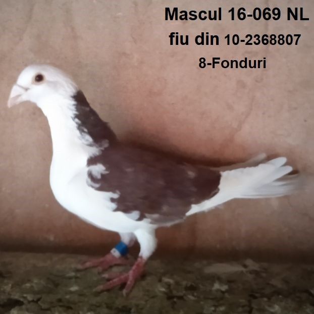 Mascul 16-069-Bucuresti - Porumbei vanduti