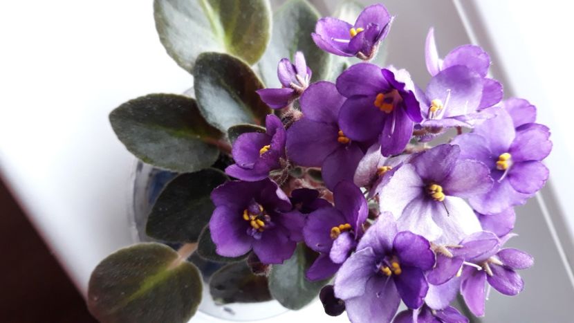  - Violete Africane