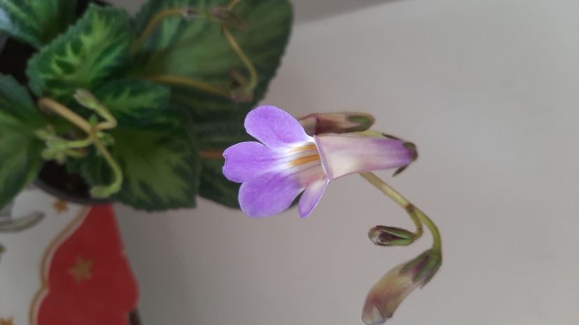 Multumesc Dodii - Chirițe 2021