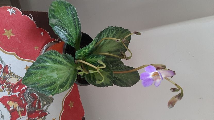 Chirita vertigo - Chirițe 2021